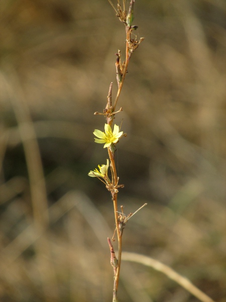 least lettuce / Lactuca saligna: _Lactuca saligna_ has small, pale yellow flower-heads along its stems.