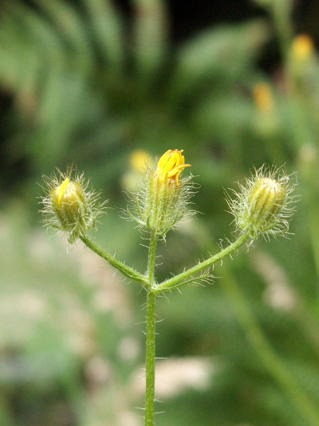 bristly hawk’s-beard / Crepis setosa: The upper parts of _Crepis setosa_ have numerous stiff bristles.