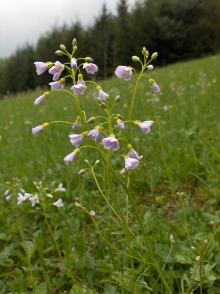 cuckooflower / Cardamine pratensis: _Cardamine pratensis_ is a nearly ubiquitous plant of wet grasslands.