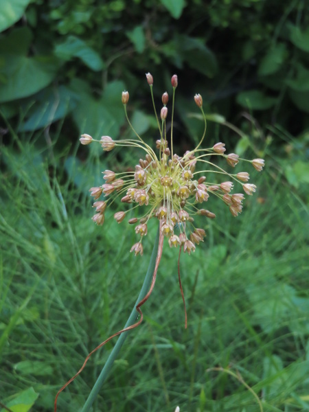 pale garlic / Allium paniculatum: _Allium paniculatum_ subsp. _fusca_ is a garden plant with umbels of dirty, brownish flowers and and long spathe; it is naturalised in a few spots in England.
