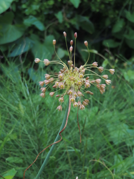 pale garlic / Allium paniculatum