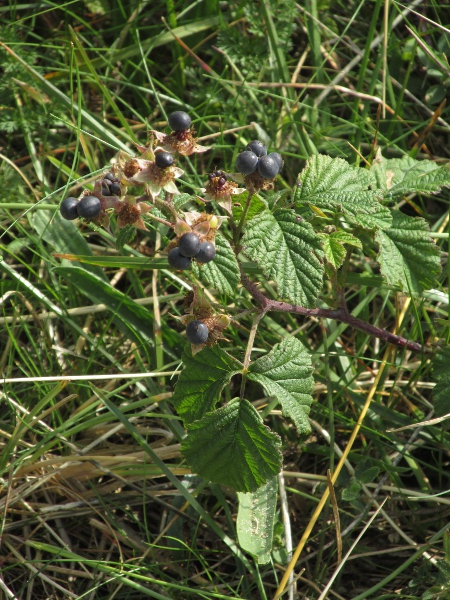dewberry / Rubus caesius: _Rubus caesius_ has leaflets with only 3 leaflets, the lateral 2 being (nearly) sessile.