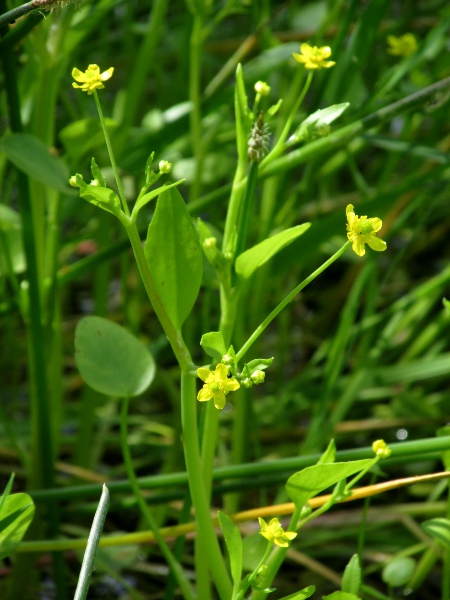 adder’s-tongue spearwort / Ranunculus ophioglossifolius: The extremely rare _Ranunculus ophioglossifolius_ is like a small _Ranunculus lingua_, or a cordate-leaved _Ranunculus flammula_.