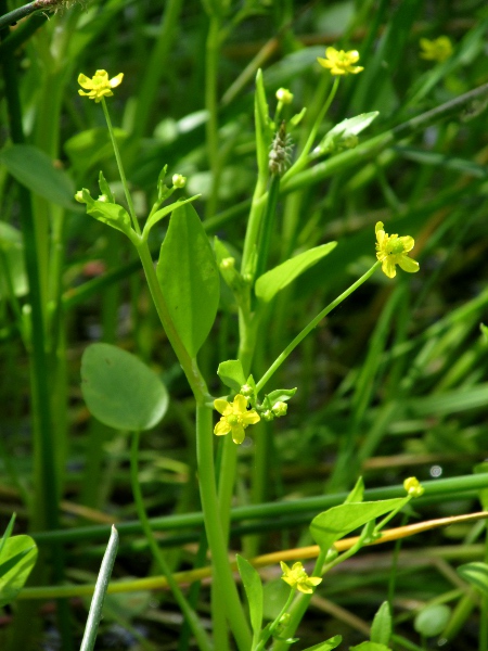 adder’s-tongue spearwort / Ranunculus ophioglossifolius