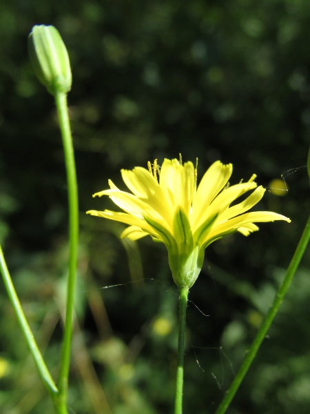 nipplewort / Lapsana communis: Each inflorescences has 2 rows of phyllaries & ndash; the inner row large, and the outer row much smaller.