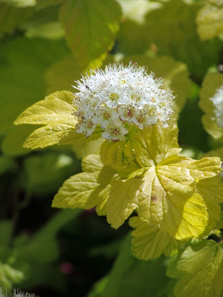 ninebark / Physocarpus opulifolius: _Physocarpus opulifolius_ is a garden shrub; yellow-leaved cultivars are particular favourites.