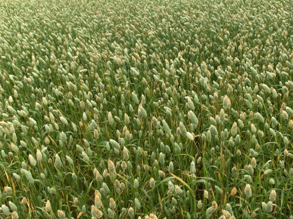 Canary-grass / Phalaris canariensis: A field of _Phalaris canariensis_