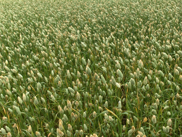 Canary-grass / Phalaris canariensis