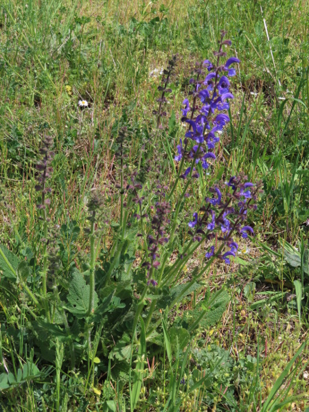 meadow clary / Salvia pratensis: _Salvia pratensis_ grows in unsullied meadows over limestone; most of the few remaining populations are in the Cotswolds.