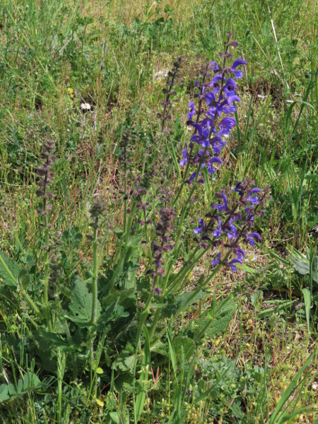 meadow clary / Salvia pratensis