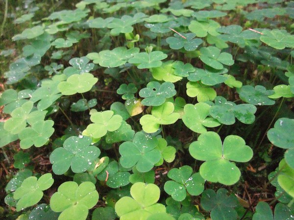 wood sorrel / Oxalis acetosella: The leaves of _Oxalis acetosella_ are distinctive with 3 equal leaflets that fold up at night.