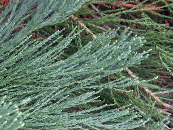 wellingtonia / Sequoiadendron giganteum: Foliage
