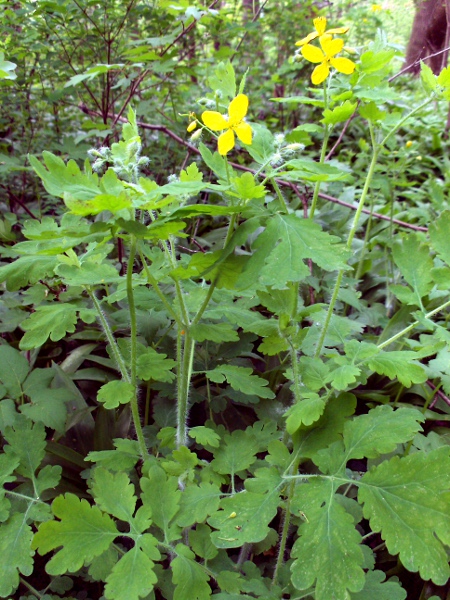 greater celandine / Chelidonium majus