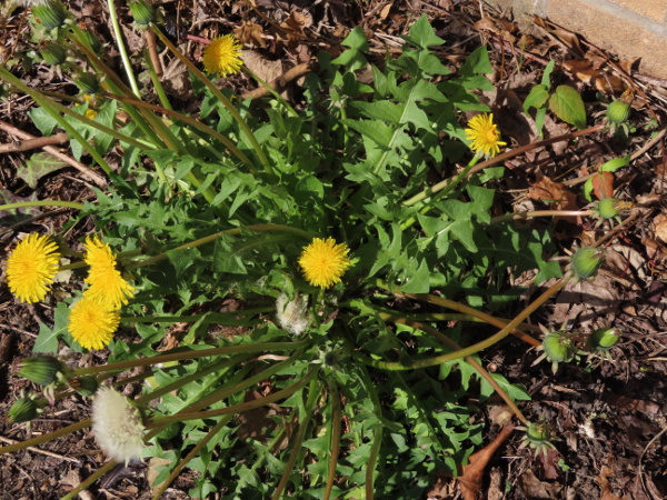 dandelions / Taraxacum sect. Taraxacum: The leaves of _Taraxacum_ sect. _Taraxacum_ are often strongly 3-dimensional.