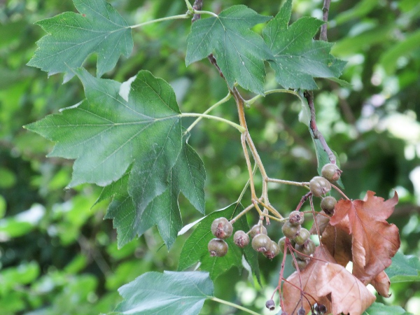 wild service tree / Sorbus torminalis: _Sorbus torminalis_ grows over clay or limestone in low-lying areas of England and Wales; its leaves are distinctively shaped, with decreasingly deep and long, pointed lobes.