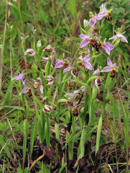 bee orchid / Ophrys apifera