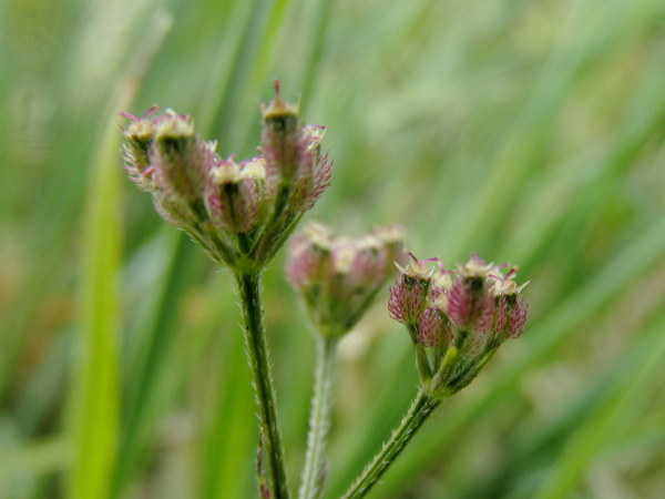 upright hedge-parsley / Torilis japonica: The fruits of _Torilis japonica_ are covered in gently curved spines, in contrast to the sharply hooked spines on _Torilis arvensis_.