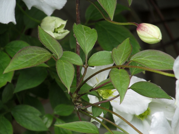 Himalayan clematis / Clematis montana: _Clematis montana_ has trifoliate, serrate leaves.