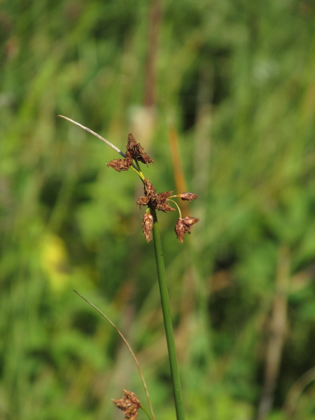 common club-rush / Schoenoplectus lacustris: The flowers of _Schoenoplectus lacustris_ mostly have 3 stigmas, whereas _Schoenoplectus tabernaemontani_ has 2; other _Schoenoplectus_ species have triangular rather than round stems.