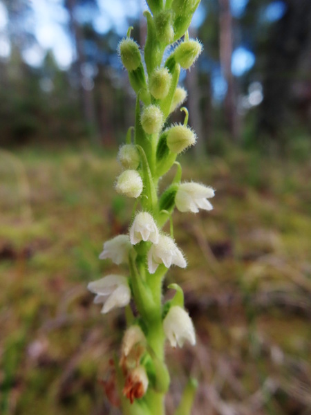 creeping lady’s-tresses / Goodyera repens: The flowers of _Goodyera repens_ are small, white and hairy, like those of _Spiranthes spiralis_, but tending to face the same direction and without that species’ frilly labellum margin.