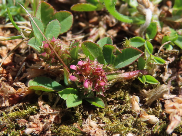 clustered clover / Trifolium glomeratum: _Trifolium glomeratum_ is a small annual clover of sandy soils.