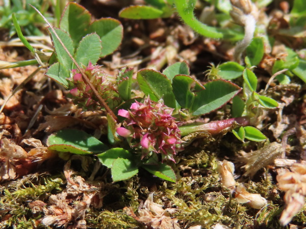 clustered clover / Trifolium glomeratum