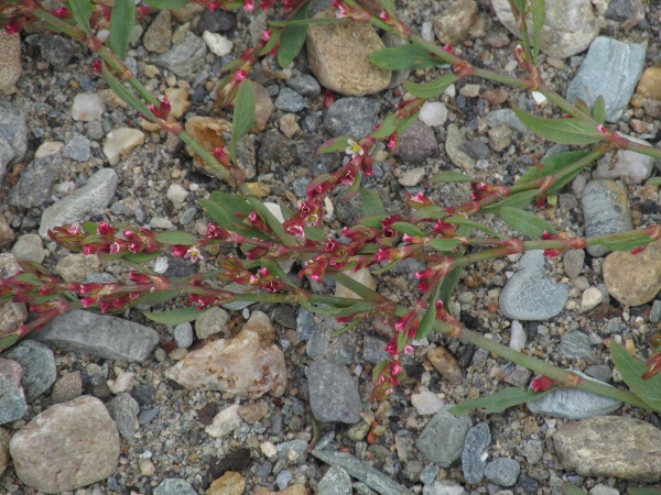 Ray’s knotgrass / Polygonum oxyspermum: _Polygonum oxyspemum_ is a coastal species with glaucous leaves.