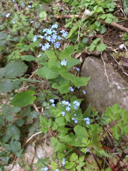 great forget-me-not / Brunnera macrophylla