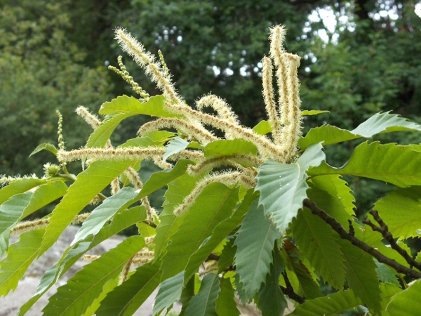sweet chestnut / Castanea sativa: In the long flowering spikes, most of the flowers are male, with a few female flowers at the base; the leaves are long and have spiny edges.