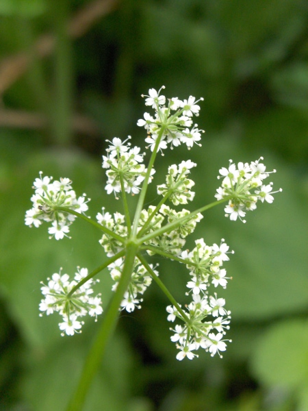 pignut / Conopodium majus: The inflorescences of _Conopodium majus_ typically have no bracts at the base, but a few bracteoles at the base of each secondary umbel.