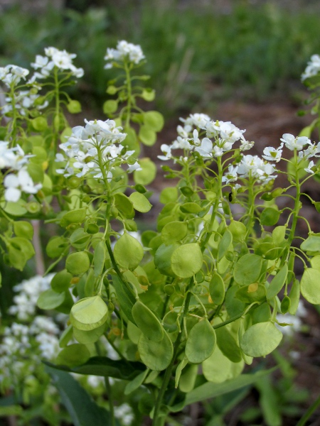 garlic cress / Peltaria alliacea: The fruits of _Peltaria alliacea_ are flattened circles with a single central seed.