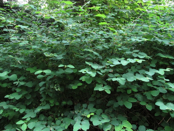 snowberry / Symphoricarpos albus