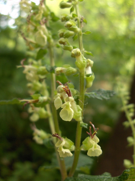 wood sage / Teucrium scorodonia: The yellow–cream flowers of _Teucrium scorodonia_ separate it from our other _Teucrium_ species.