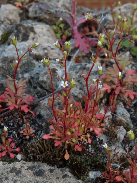 rue-leaved saxifrage / Saxifraga tridactylites: _Saxifraga tridactylites_ is a winter-annual of dry, base-rich habitats, including mortared walls and sandy ground.