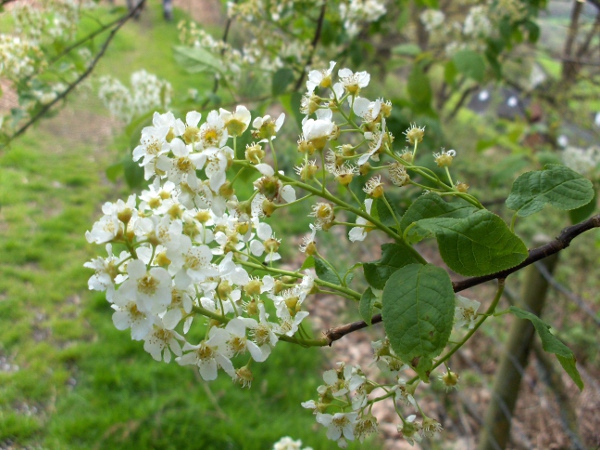 bird cherry / Prunus padus: The flowers of _Prunus padus_ form elongated racemes.