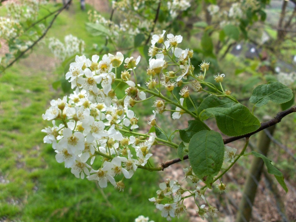 bird cherry / Prunus padus