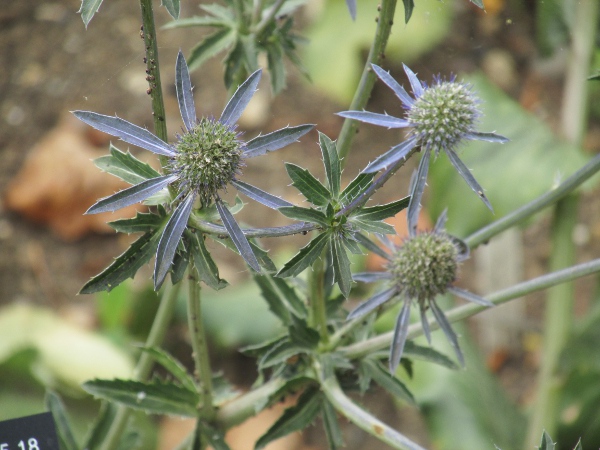 blue eryngo / Eryngium planum