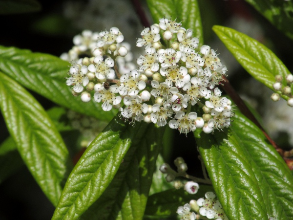 Waterer’s cotoneaster / Cotoneaster × watereri