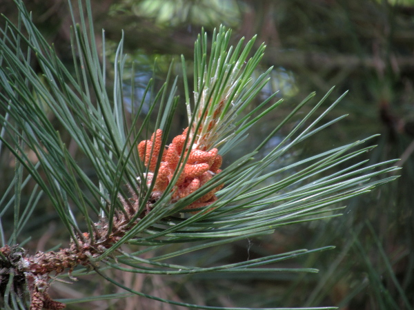 Austrian pine / Pinus nigra subsp. nigra: The leaves of _Pinus nigra_ subsp. _nigra_ are only up to 12 cm long, and stiffer than those of _Pinus nigra_ subsp. _laricio_.
