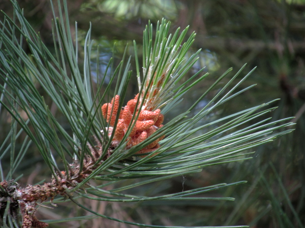 Austrian pine / Pinus nigra subsp. nigra: The leaves of _Pinus nigra_ subsp. _nigra_ are only up to 12 cm long, and stiffer than those of _Pinus nigra_ subsp. _laricio_.