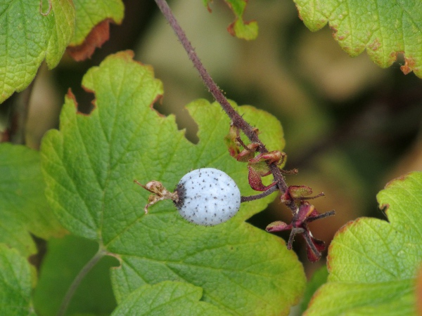 flowering currant / Ribes sanguineum