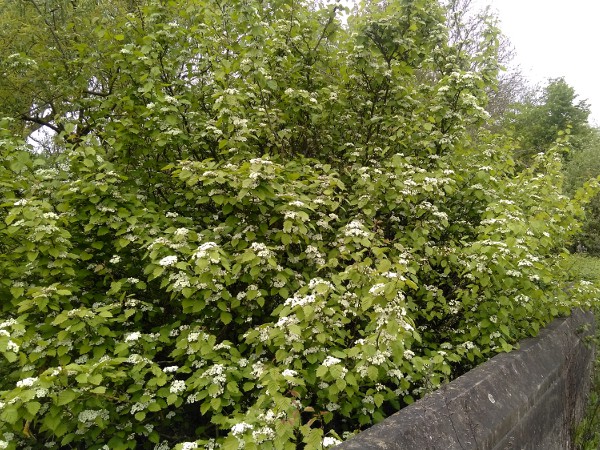 pear-fruited cockspurthorn / Crataegus coccinea