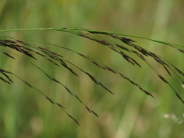 tall purple moor-grass / Molinia caerulea subsp. arundinacea