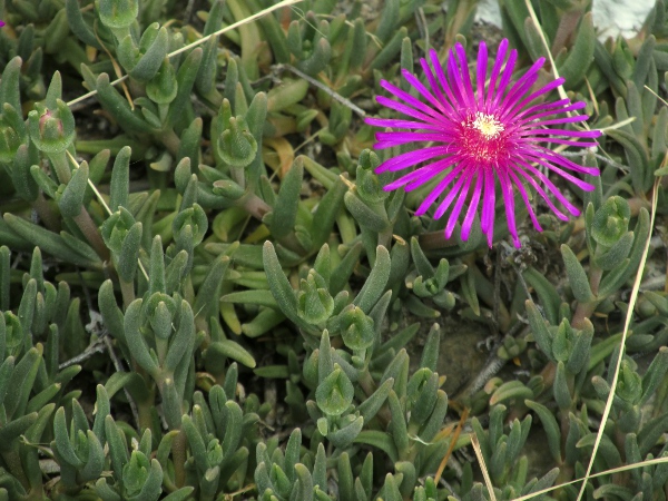 pale dewplant / Drosanthemum floribundum