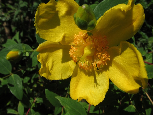 Hidcote tutsan / Hypericum × hidcoteense: The stamens of _Hypericum_ × _hidcoteense_ are shorter than in _Hypericum forrestii_.