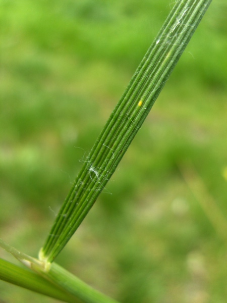 tufted hair-grass / Deschampsia cespitosa: Leaf