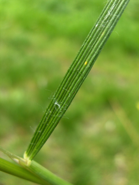 tufted hair-grass / Deschampsia cespitosa