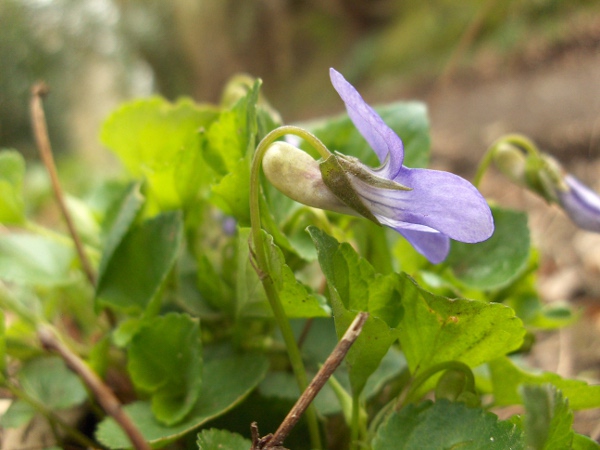 common dog-violet / Viola riviniana: _Viola riviniana_ has flowers with a paler spur than the rest of the petals, unlike _Viola reichenbachiana_.