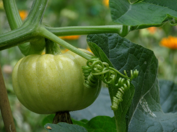 marrow / Cucurbita pepo: Various cultivars of _Cucurbita pepo_ produce squashes, marrows, courgettes or pumpkins, but all are borne on thickened, fluted pedicels.