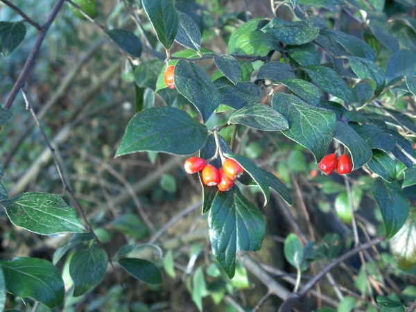 Stern’s cotoneaster / Cotoneaster sternianus: _Cotoneaster sternianus_ is a shrub native to south-western China (although not recognised by the <em>Flora of China</em>).